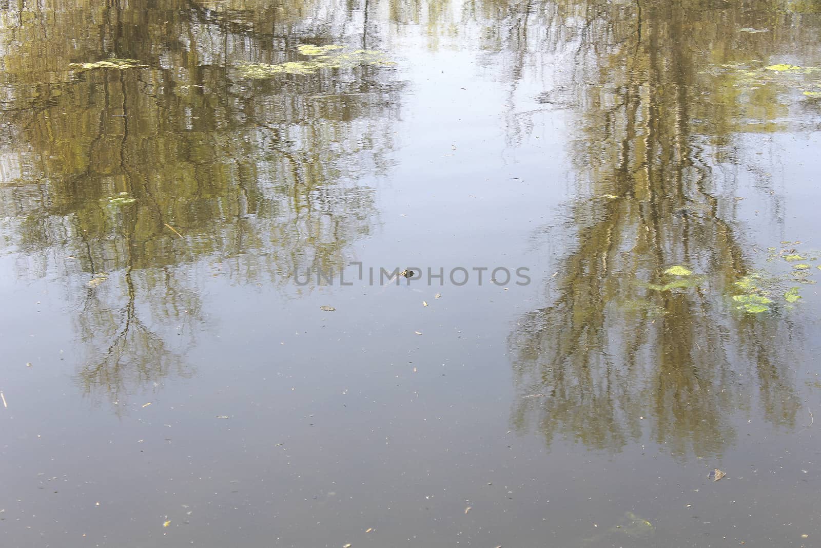 frog in water with reflecting trees