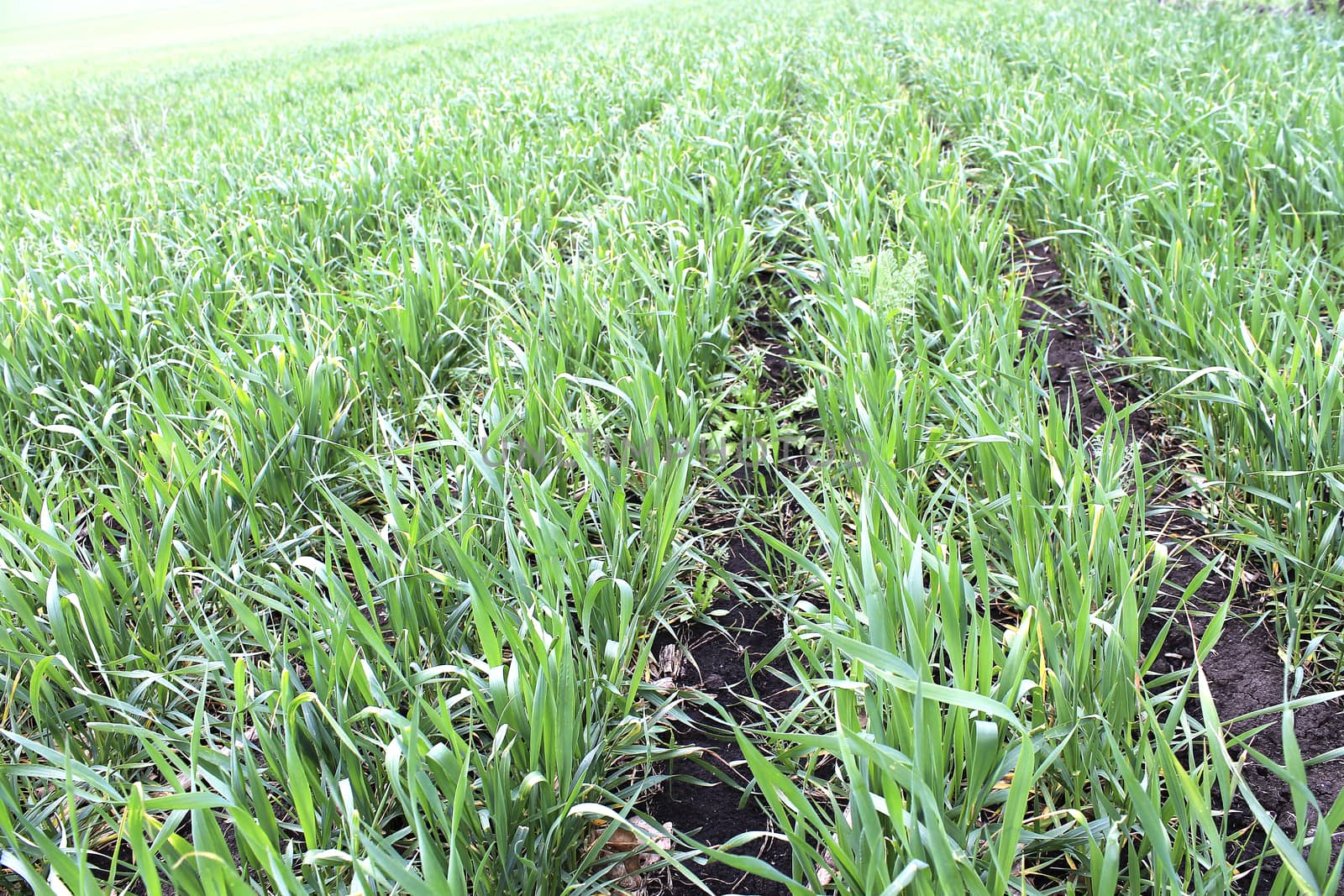 beds of young green wheat