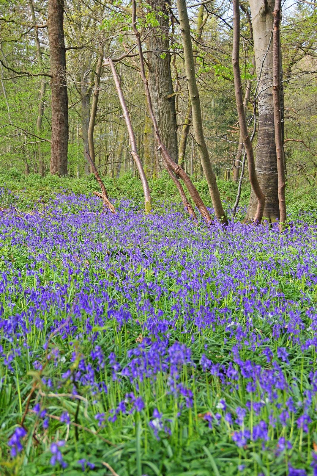 Bluebell flowers in spring forest by destillat
