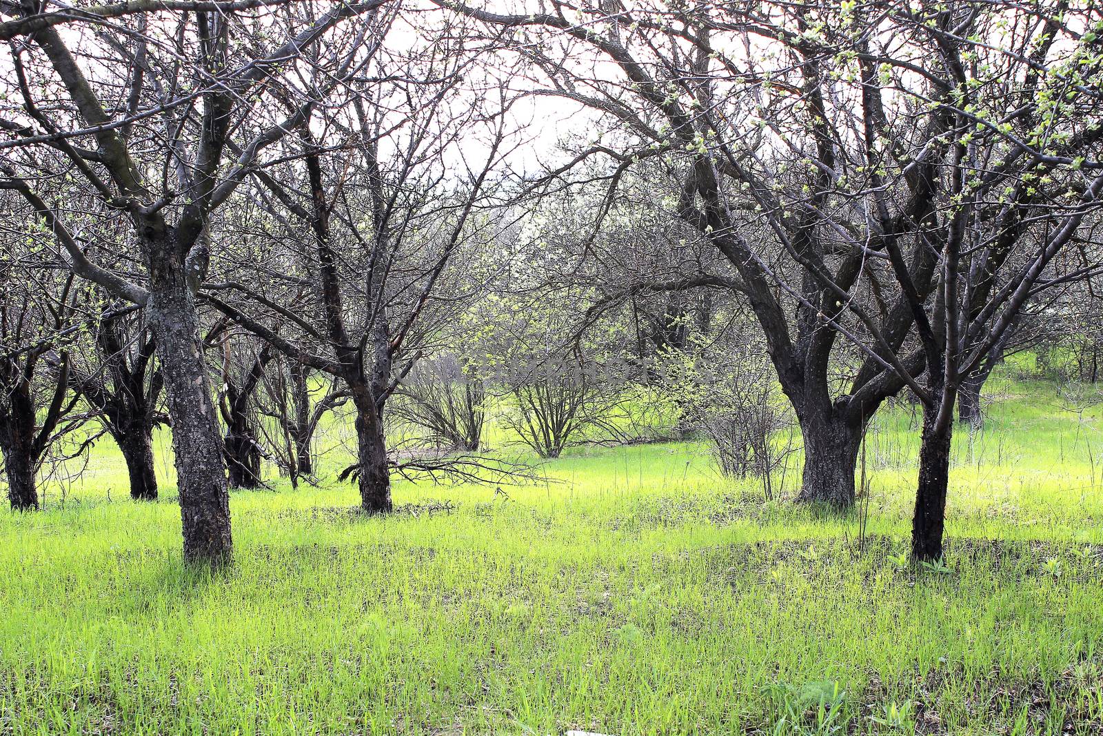 old abandoned spring garden with flowering trees