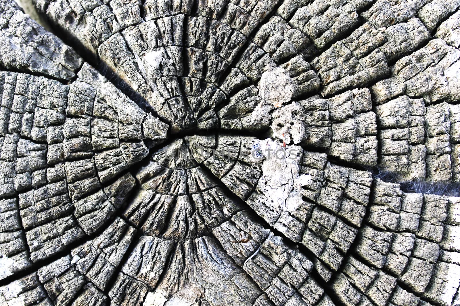 background old forest stump