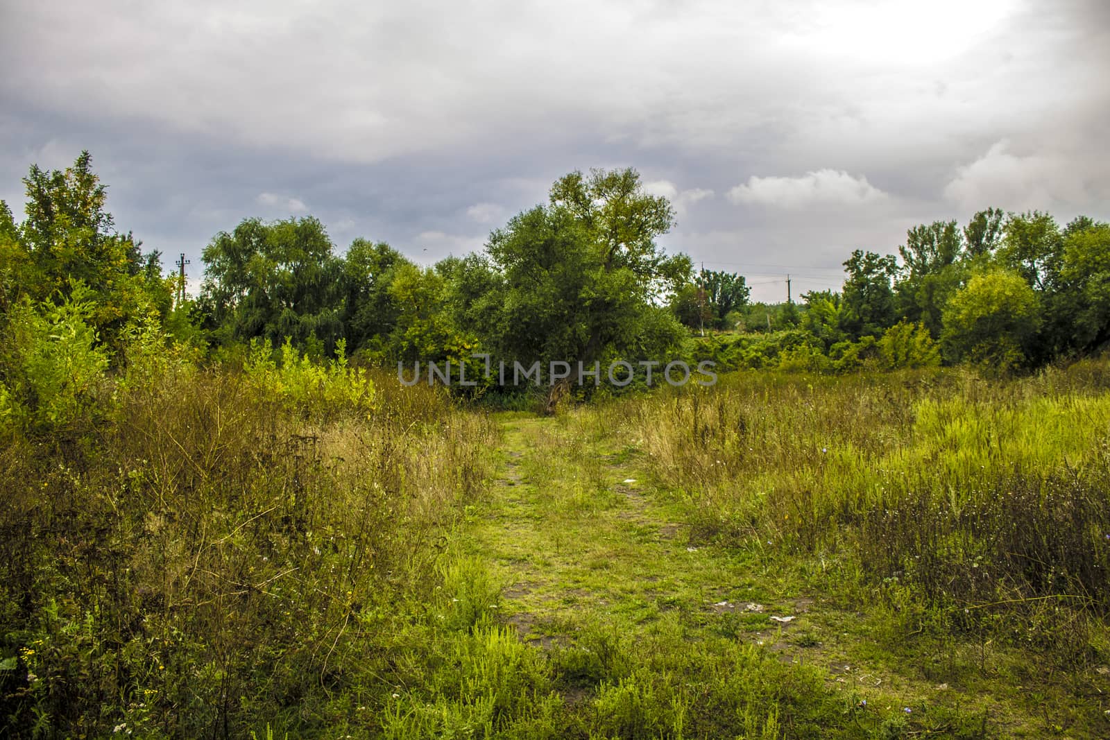 forest road summer green nature old far