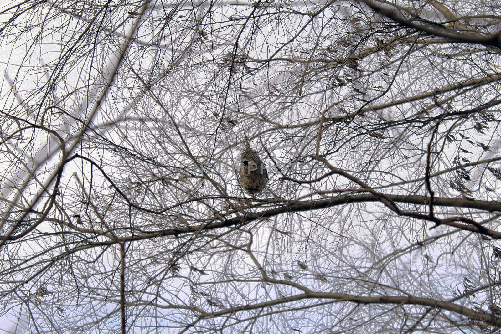 nest bird fly nature Remez autumn emptiness by Ukid123