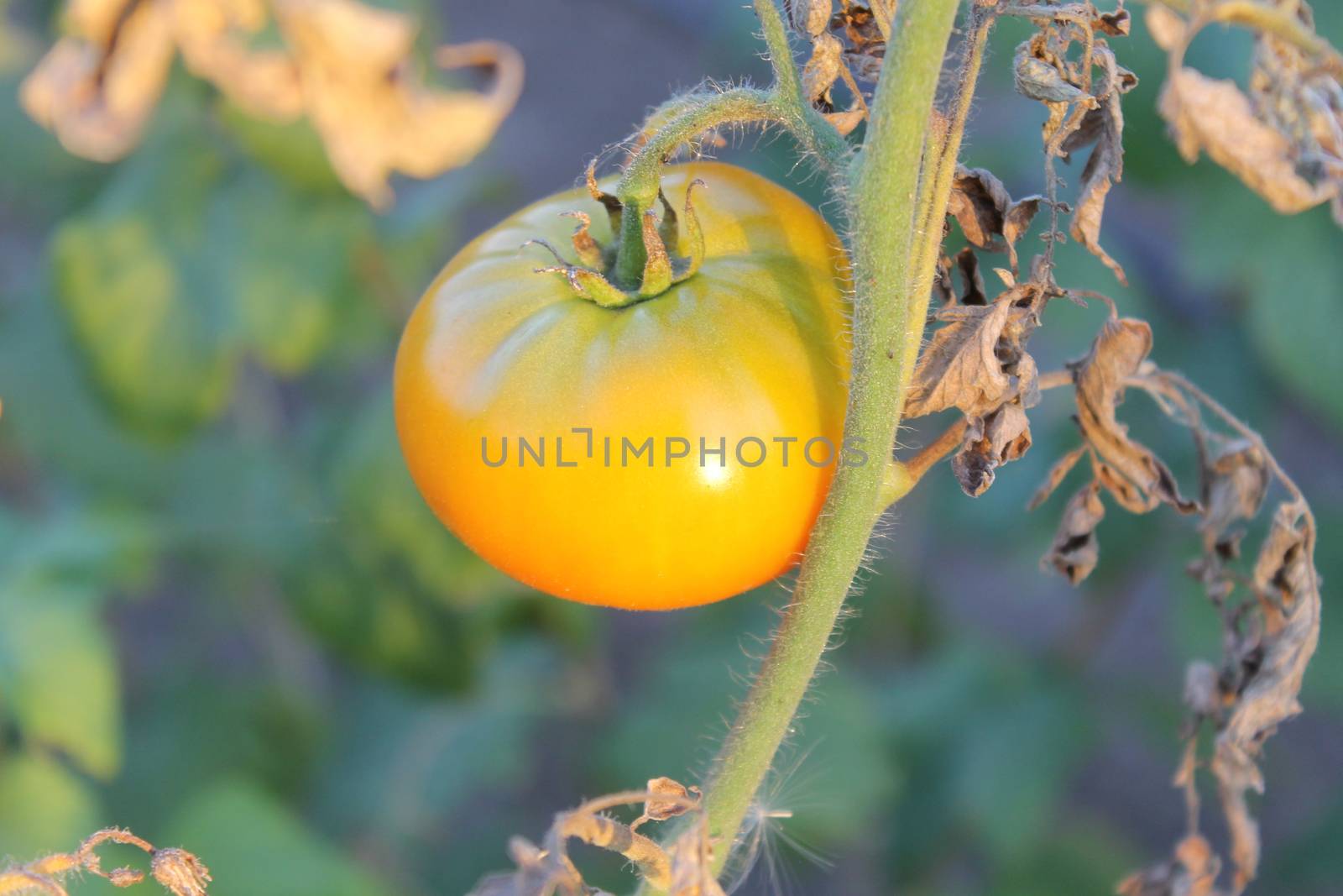 red tomato growing on a bed in a kitchen garden