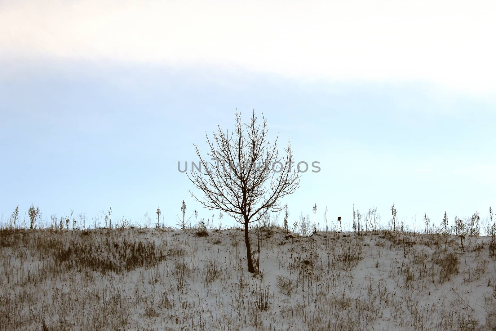 lonely small tree