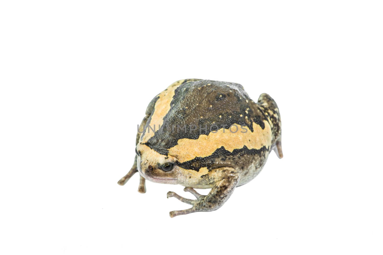 Bullfrog against white background