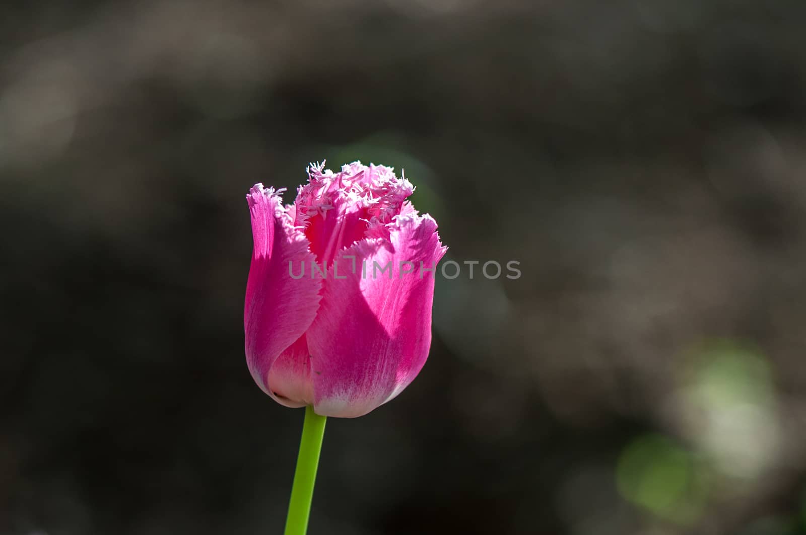 The pink tulip in Beijing Botanical Garden.