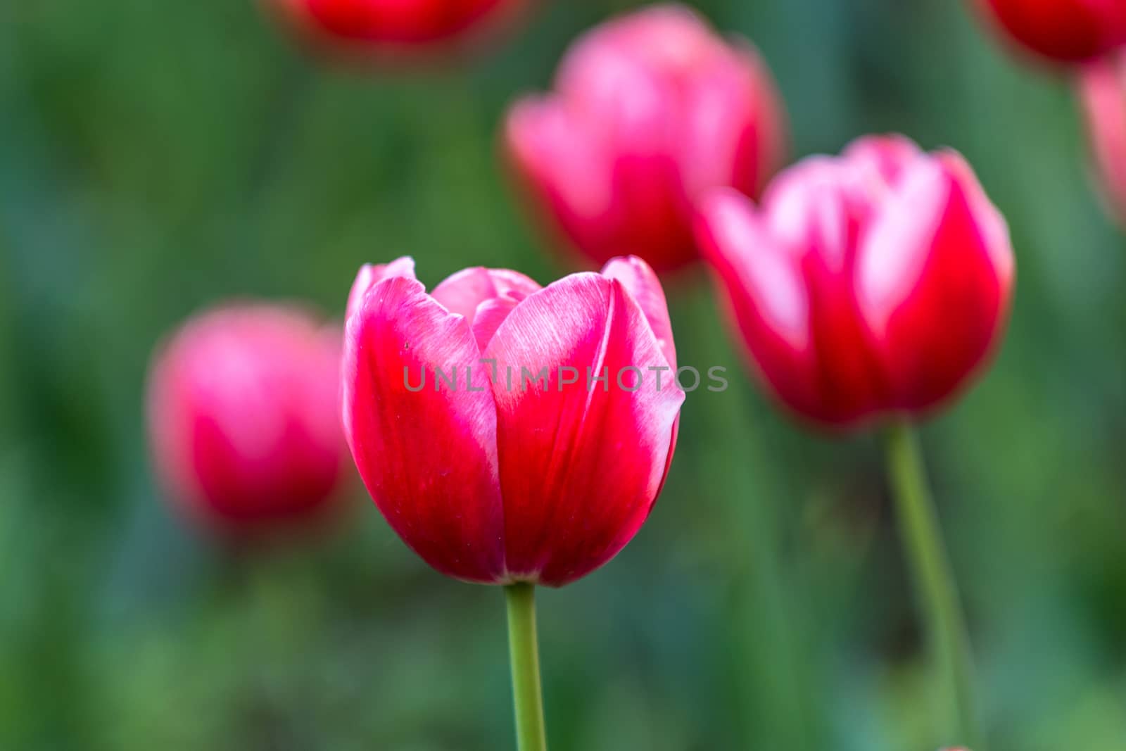 The red tulip in the morning of  Beijing Botanical Garden.