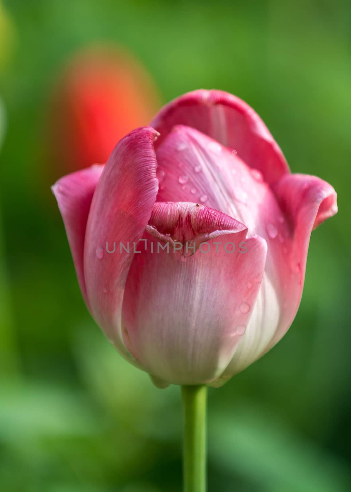 The red tulip in the morning of  Beijing Botanical Garden.