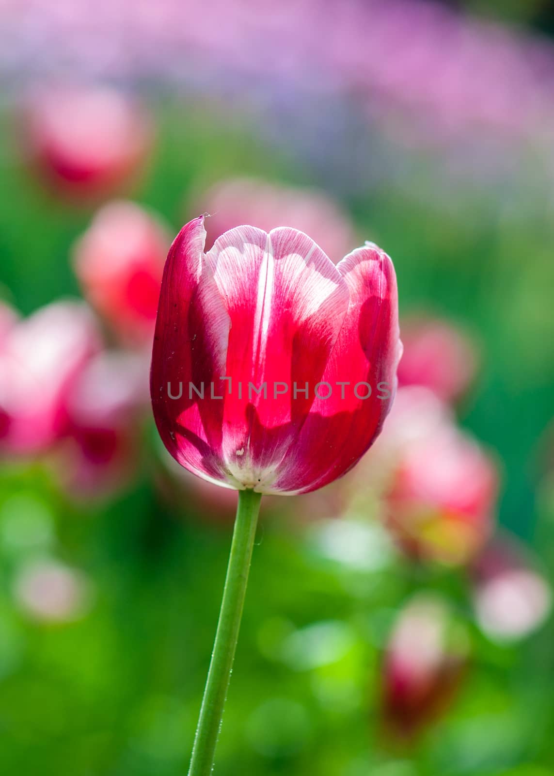 The red tulips with green background in Beijing Botanical Garden.