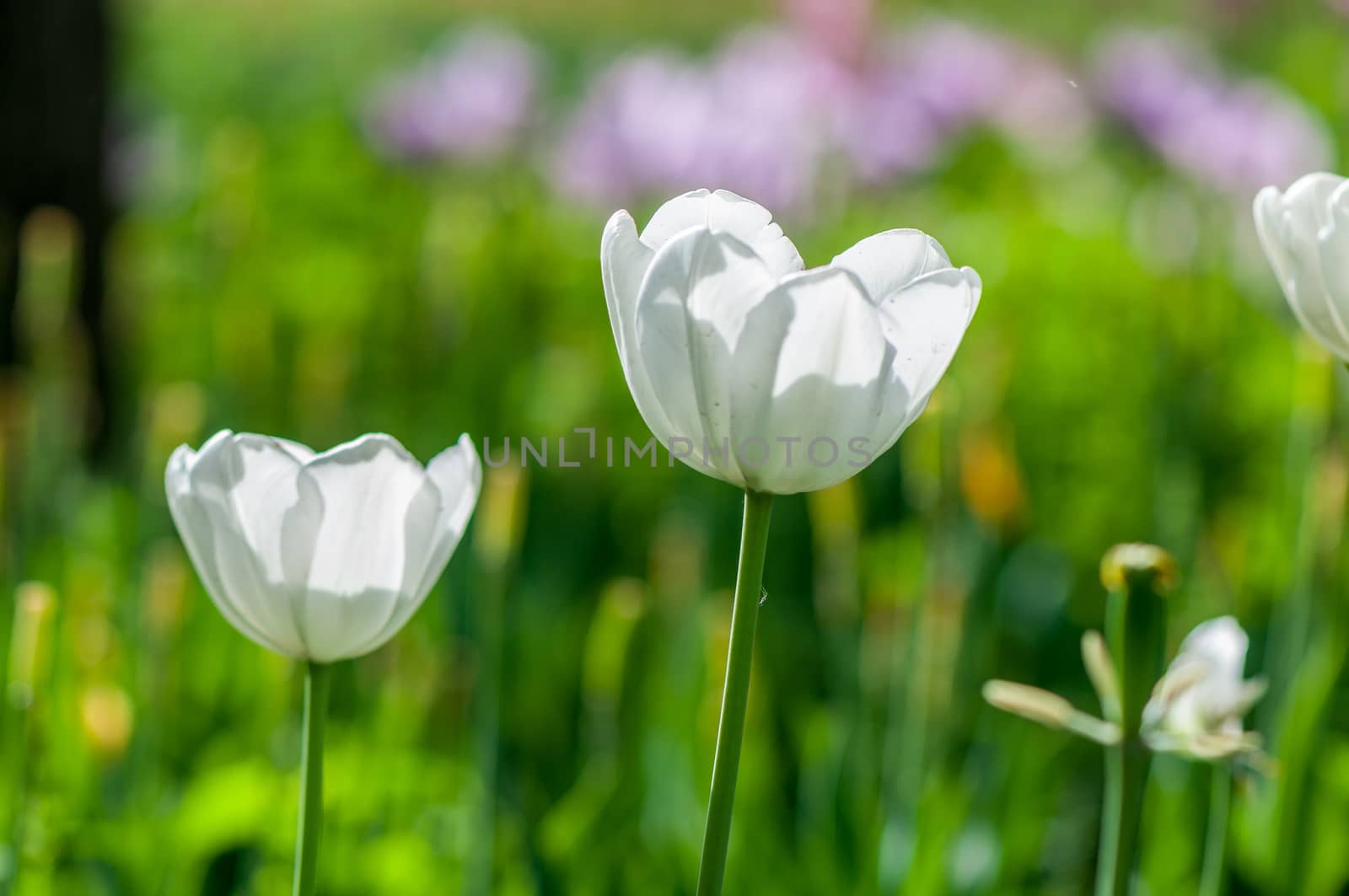 white tulip by JasonYU