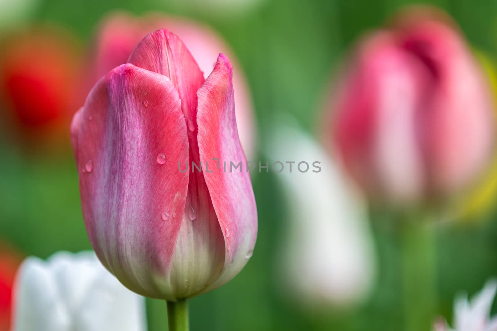 The red tulip in the morning of  Beijing Botanical Garden.