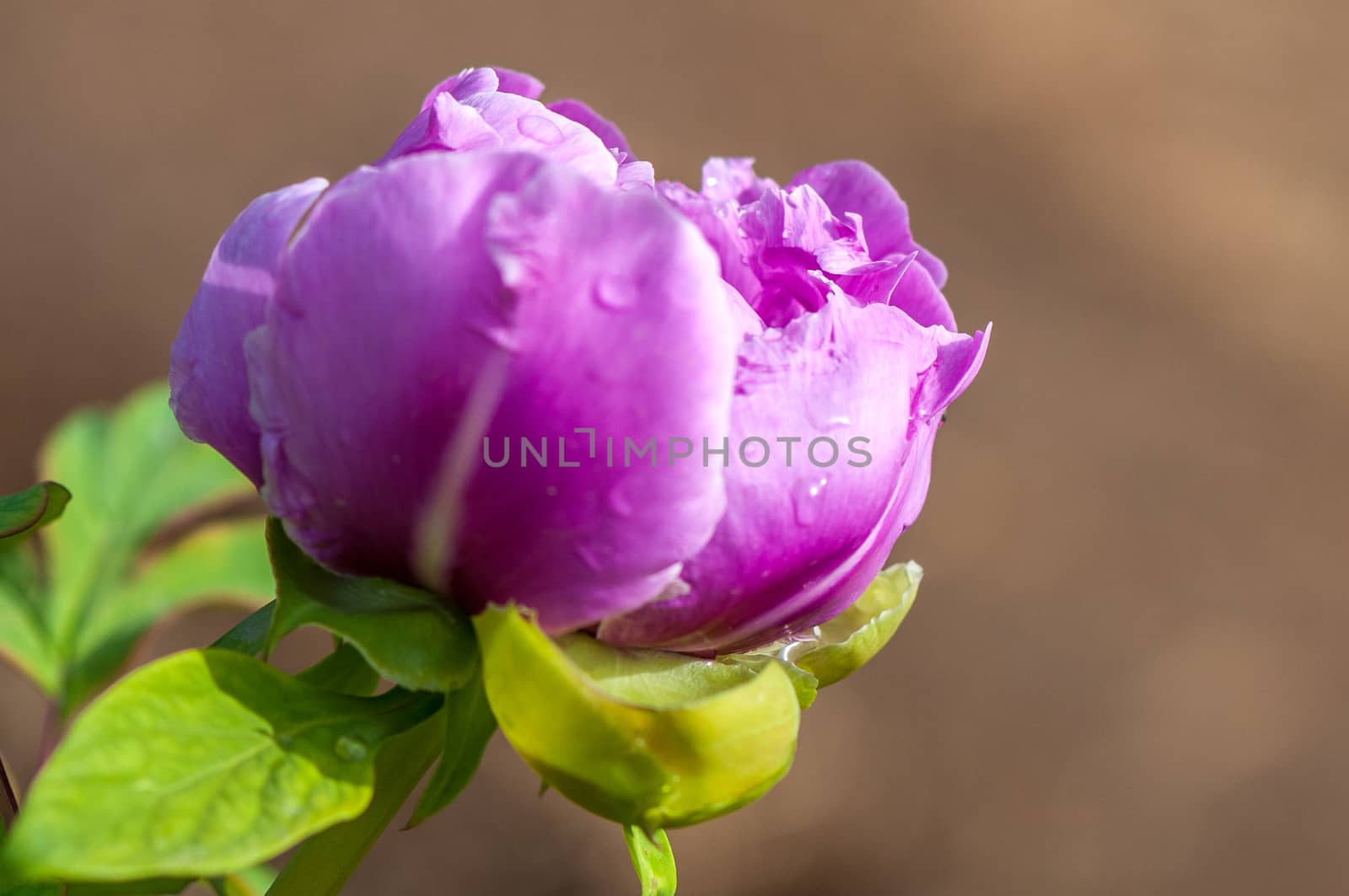 The  fresh pink peonies under the morning sunshine in  Beijing Botanical Garden.