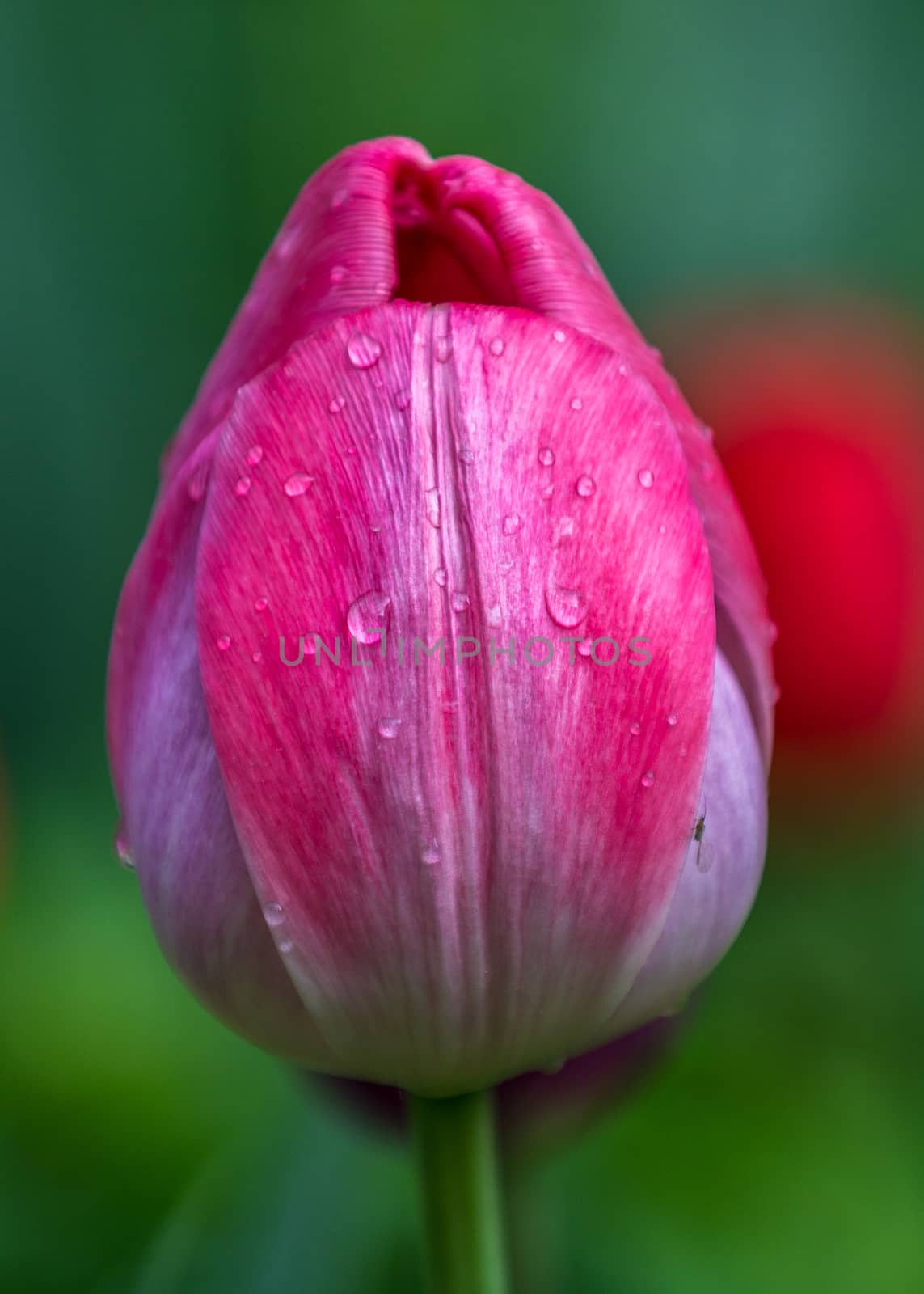 The red tulip in the morning of  Beijing Botanical Garden.