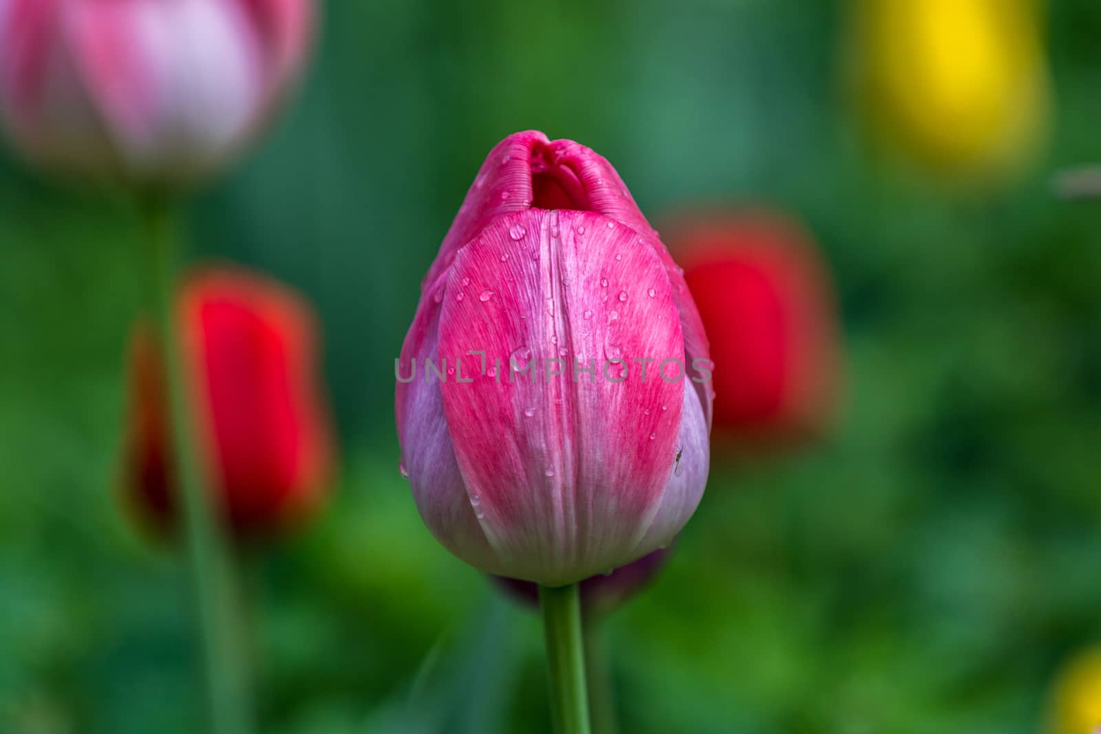 The red tulip in the morning of  Beijing Botanical Garden.