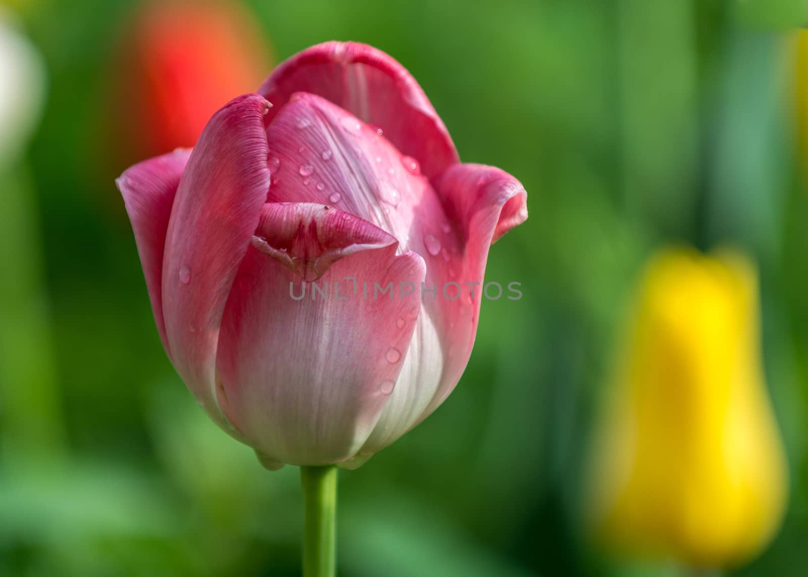 The red tulip in the morning of  Beijing Botanical Garden.