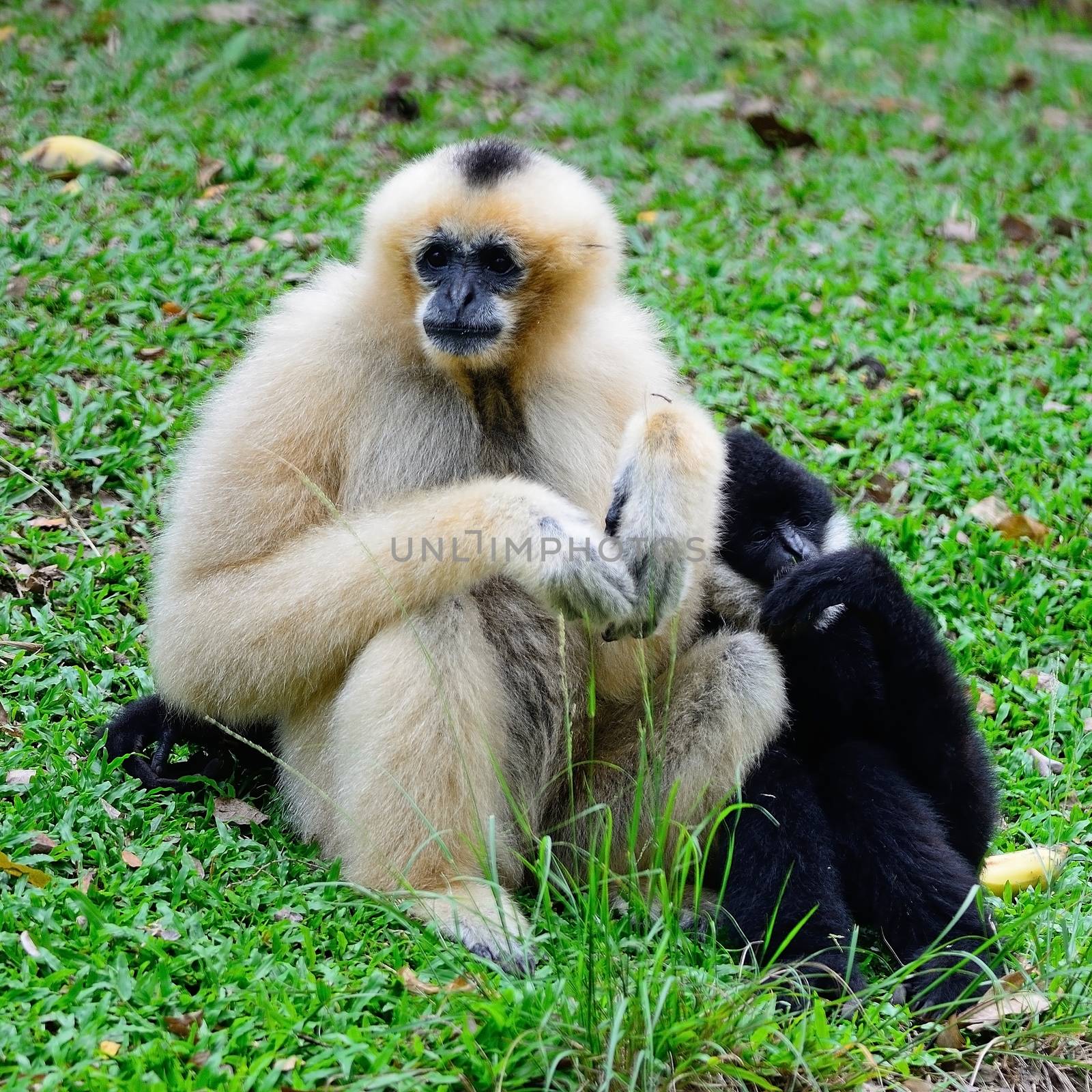 Family of Gibbon, White-cheeked Gibbon (Namascus leucogenys), sitting on the ground