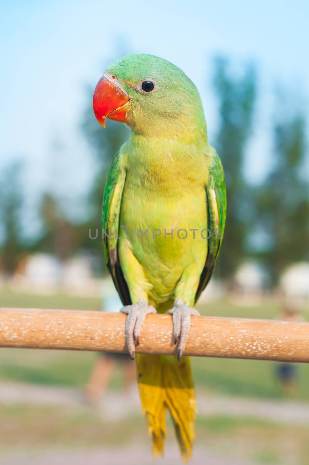 Portrait of cute green parrot