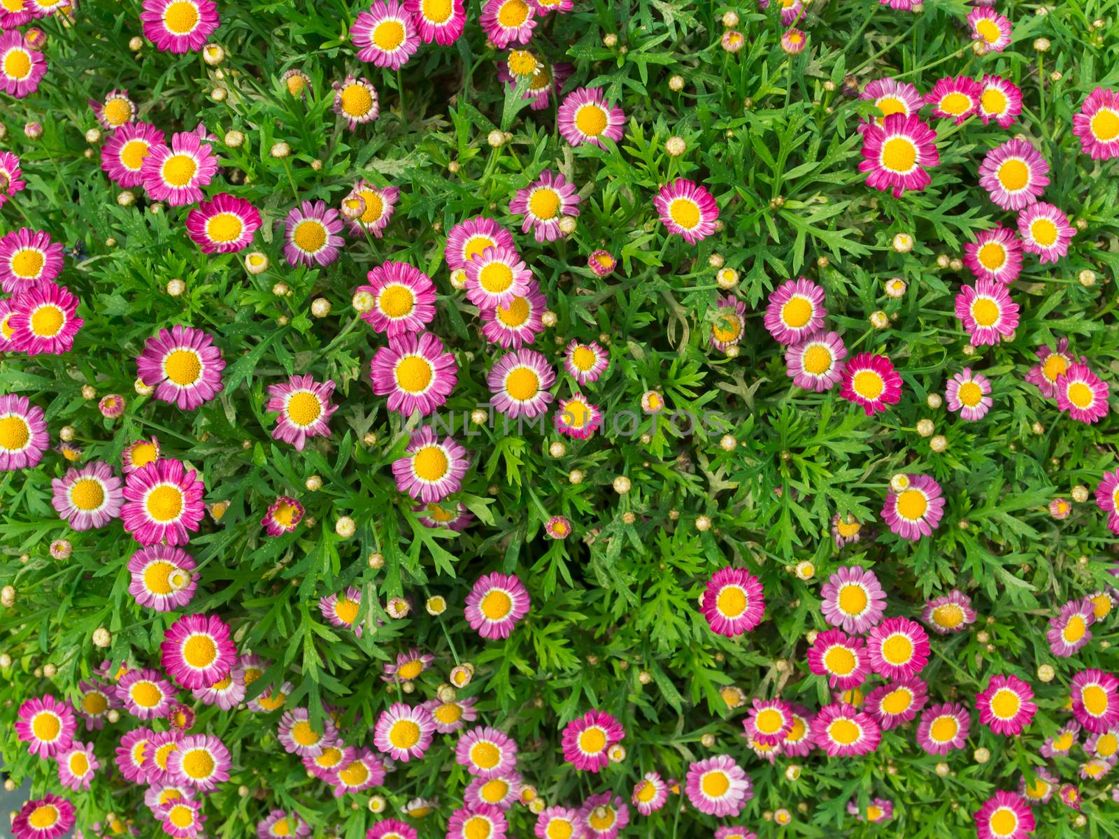 Little pink daisy vibrant color