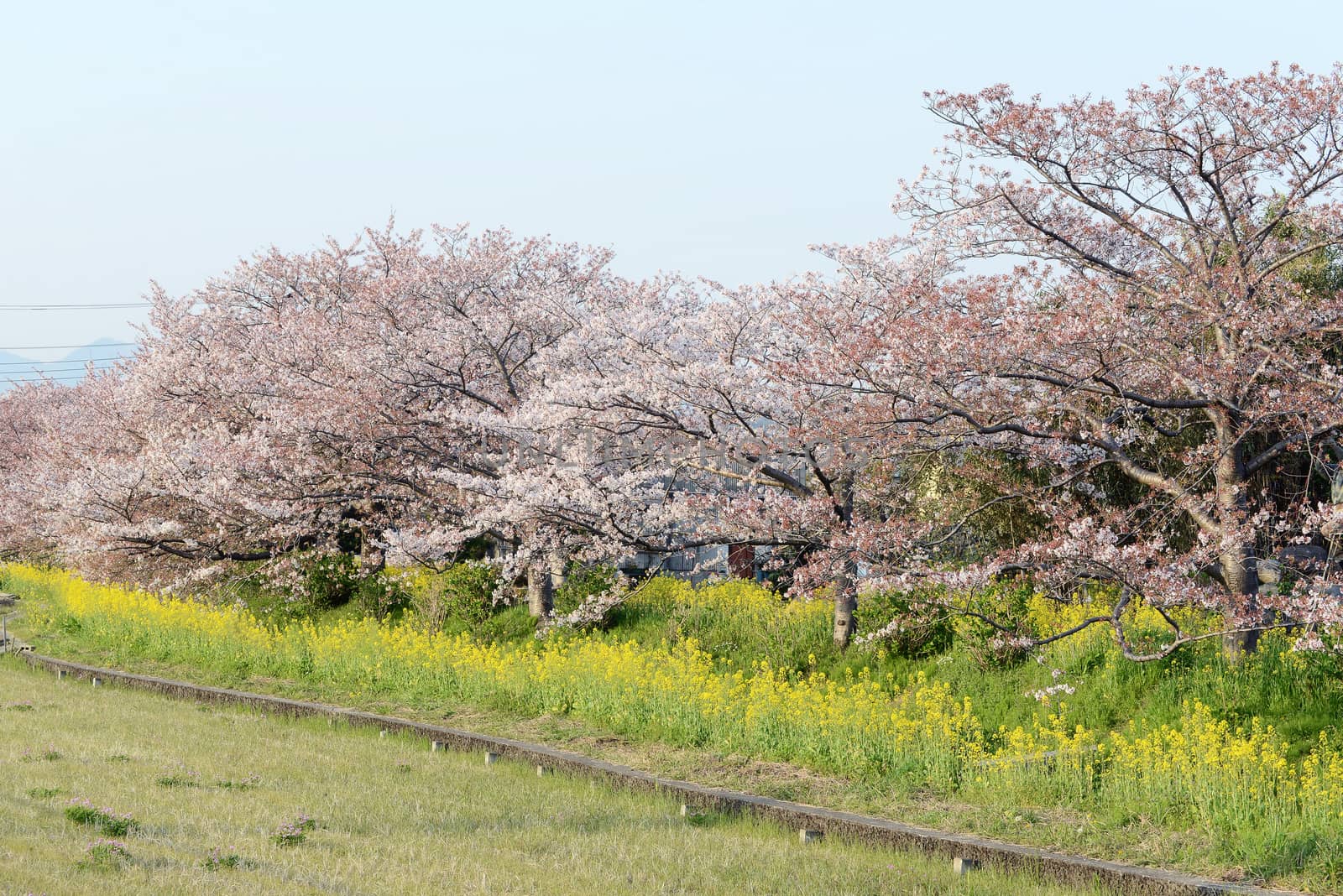 Cherry blossom (Sakura) and the pathway in garden of japan