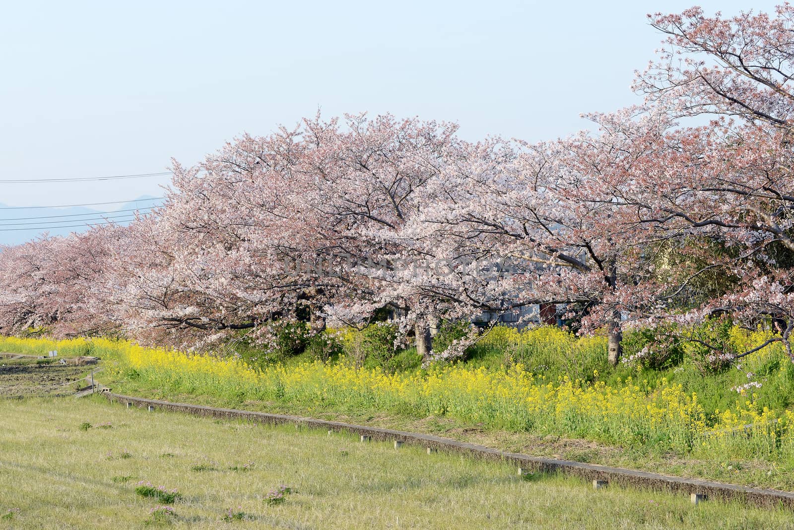 Cherry blossom (Sakura) and the pathway in garden of japan by Yuri2012