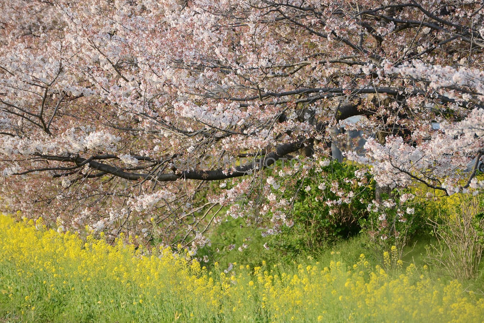 Cherry blossom (Sakura) and the pathway in garden of japan