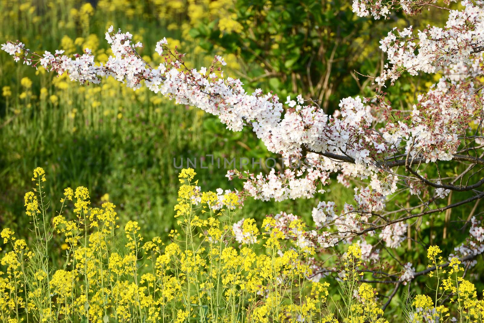 Cherry blossom (Sakura) and the pathway in garden of japan by Yuri2012