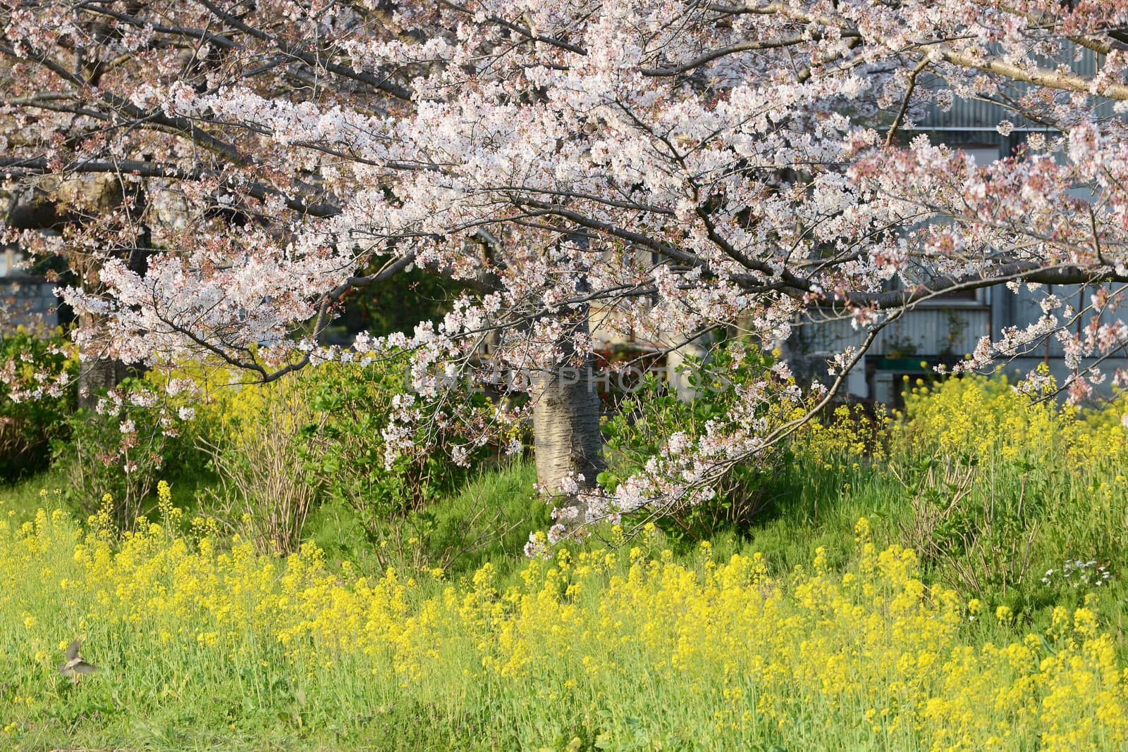 Cherry blossom (Sakura) and the pathway in garden of japan by Yuri2012