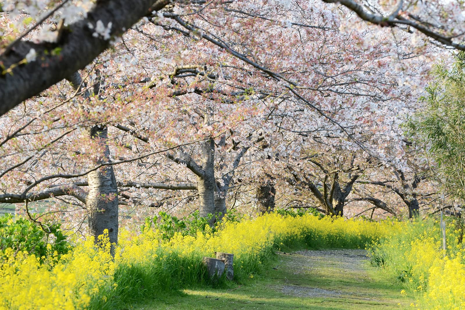 Cherry blossom (Sakura) and the pathway in garden of japan