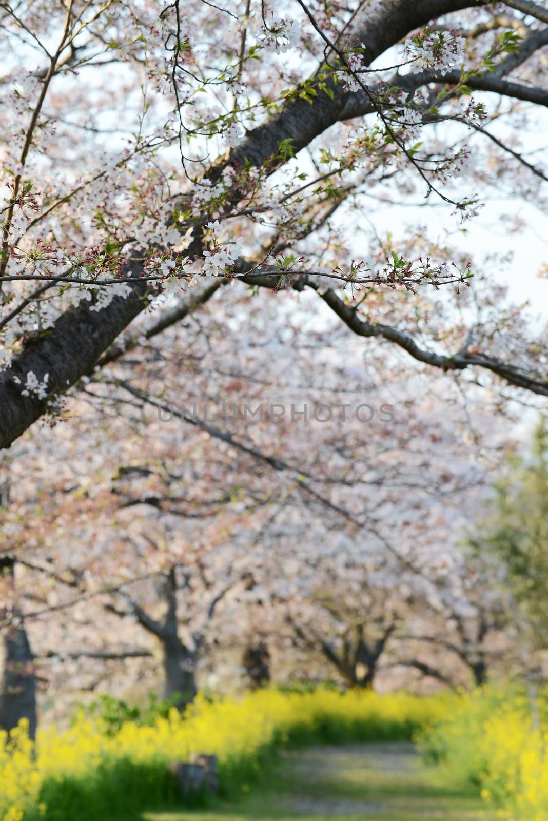 Cherry blossom (Sakura) and the pathway in garden of japan