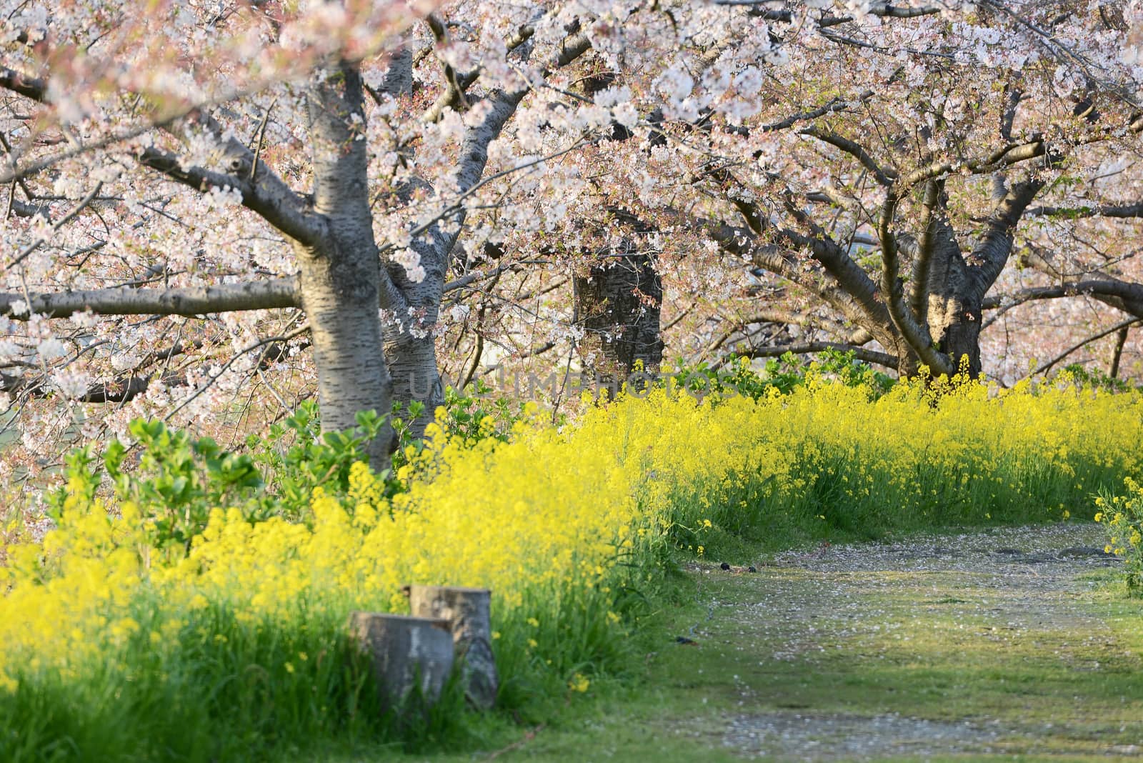 Cherry blossom (Sakura) and the pathway in garden of japan by Yuri2012