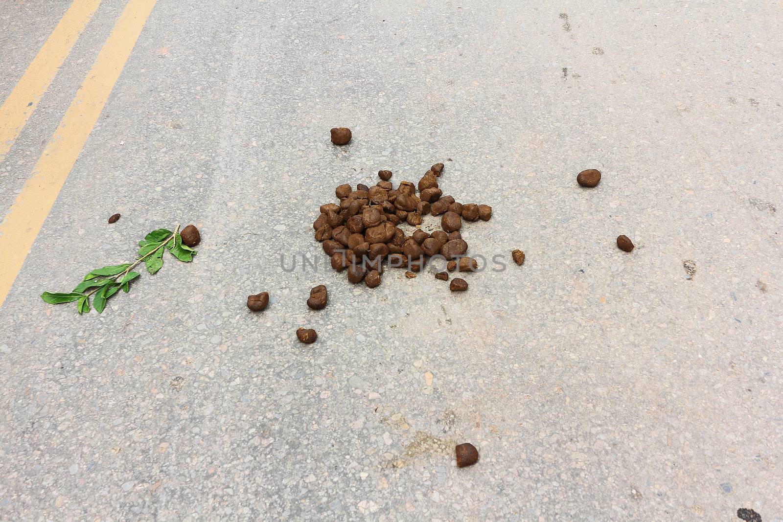 Horse Dung by olovedog