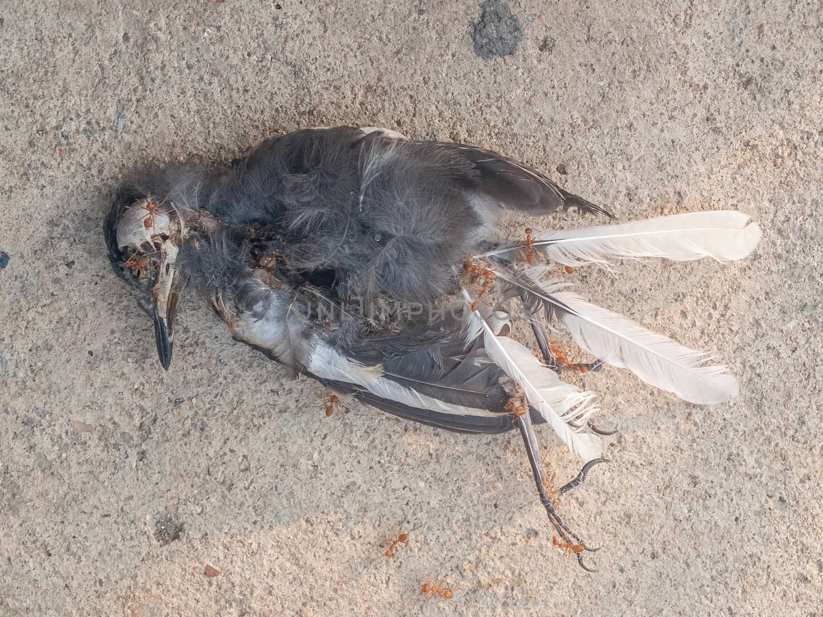 A mummified bird corpse on cement floor.