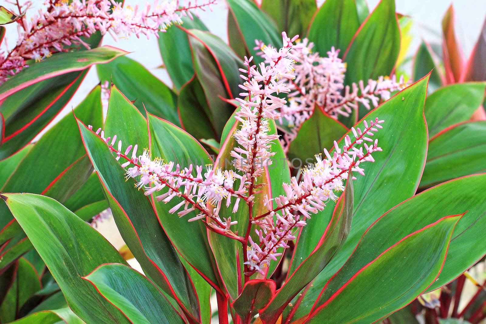 Pink flowers blooming on plant