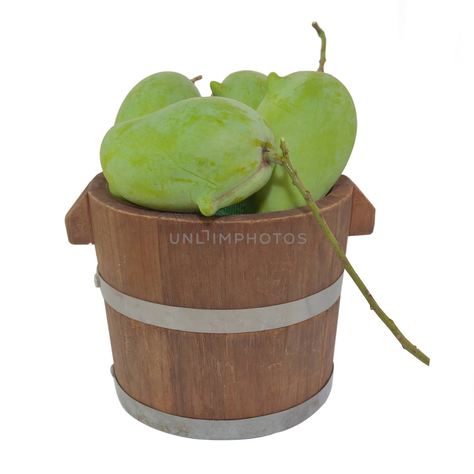 Green mango in bucket isolated