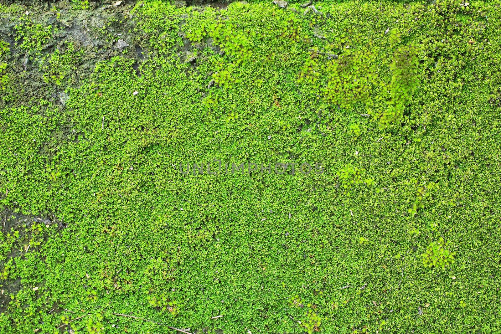 Background of old wall brick with moss