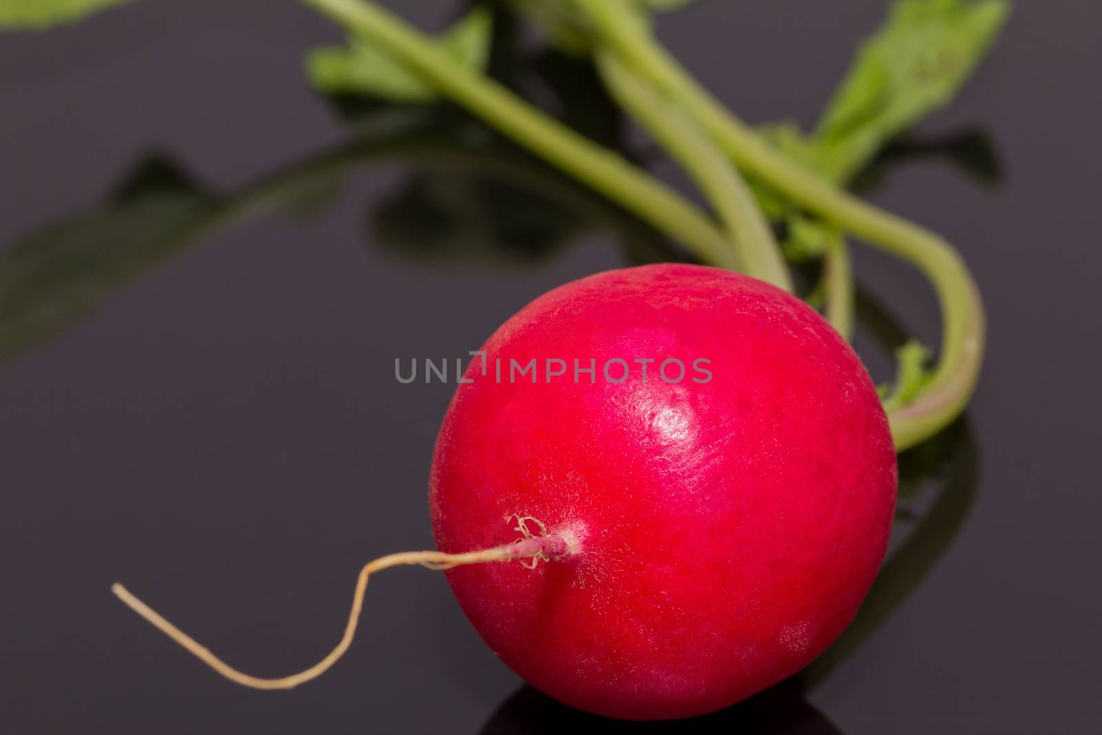 single red radish isolatet on dark background - closeup