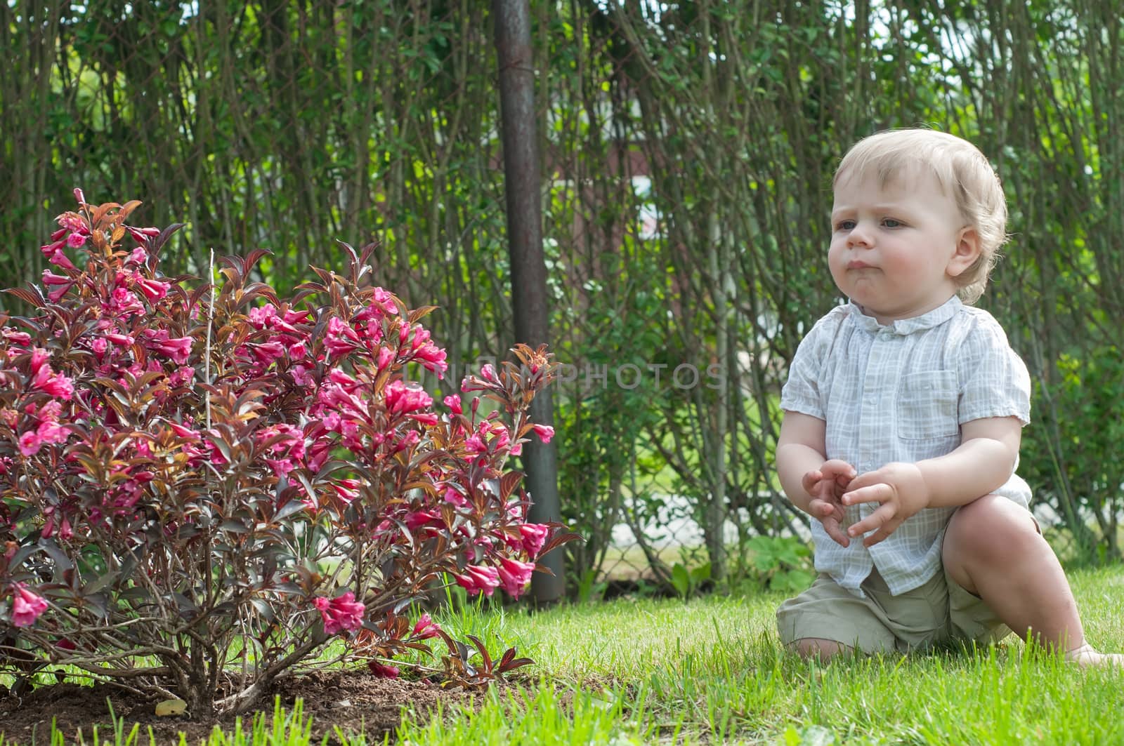 Little baby boy near pink bush by anytka