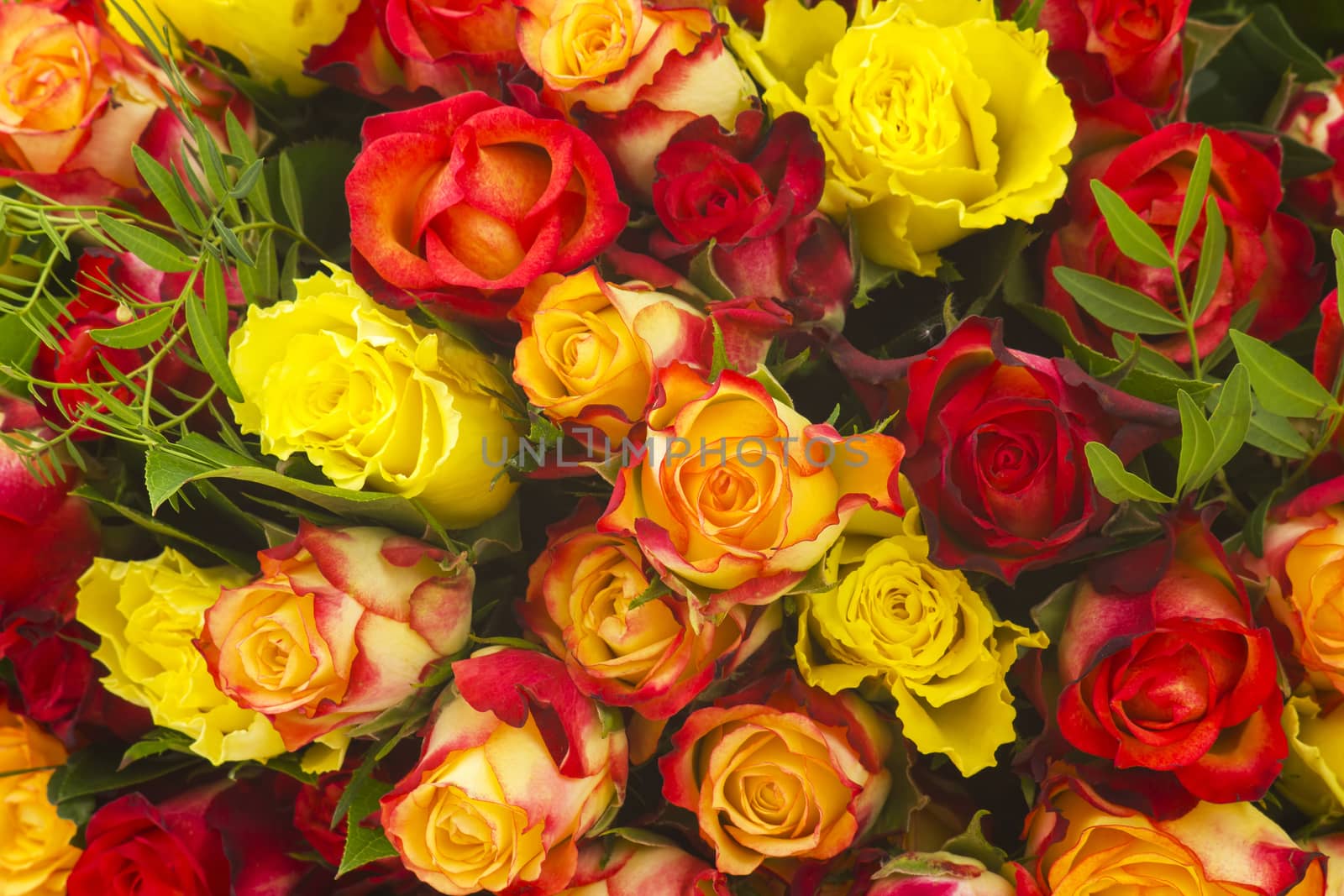 A bouquet of multicolored roses