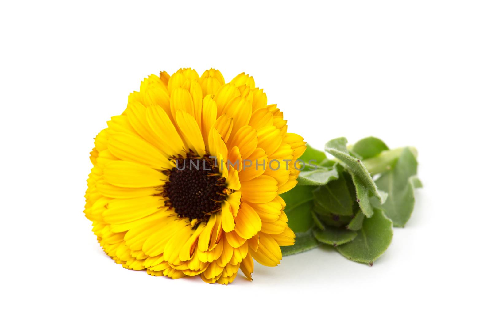 calendula flower isolated on white background
