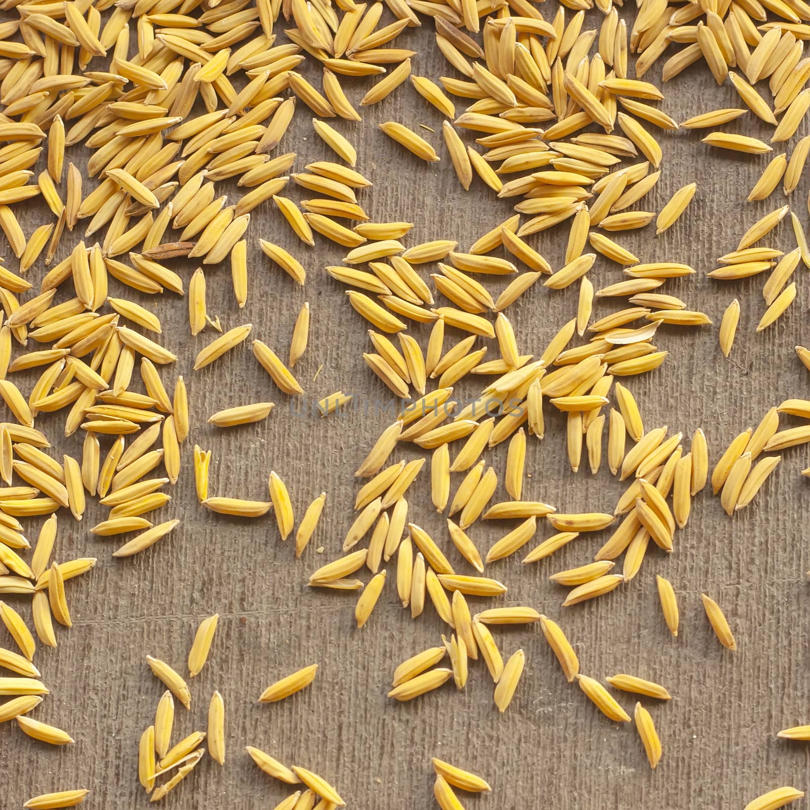 paddy rice seed