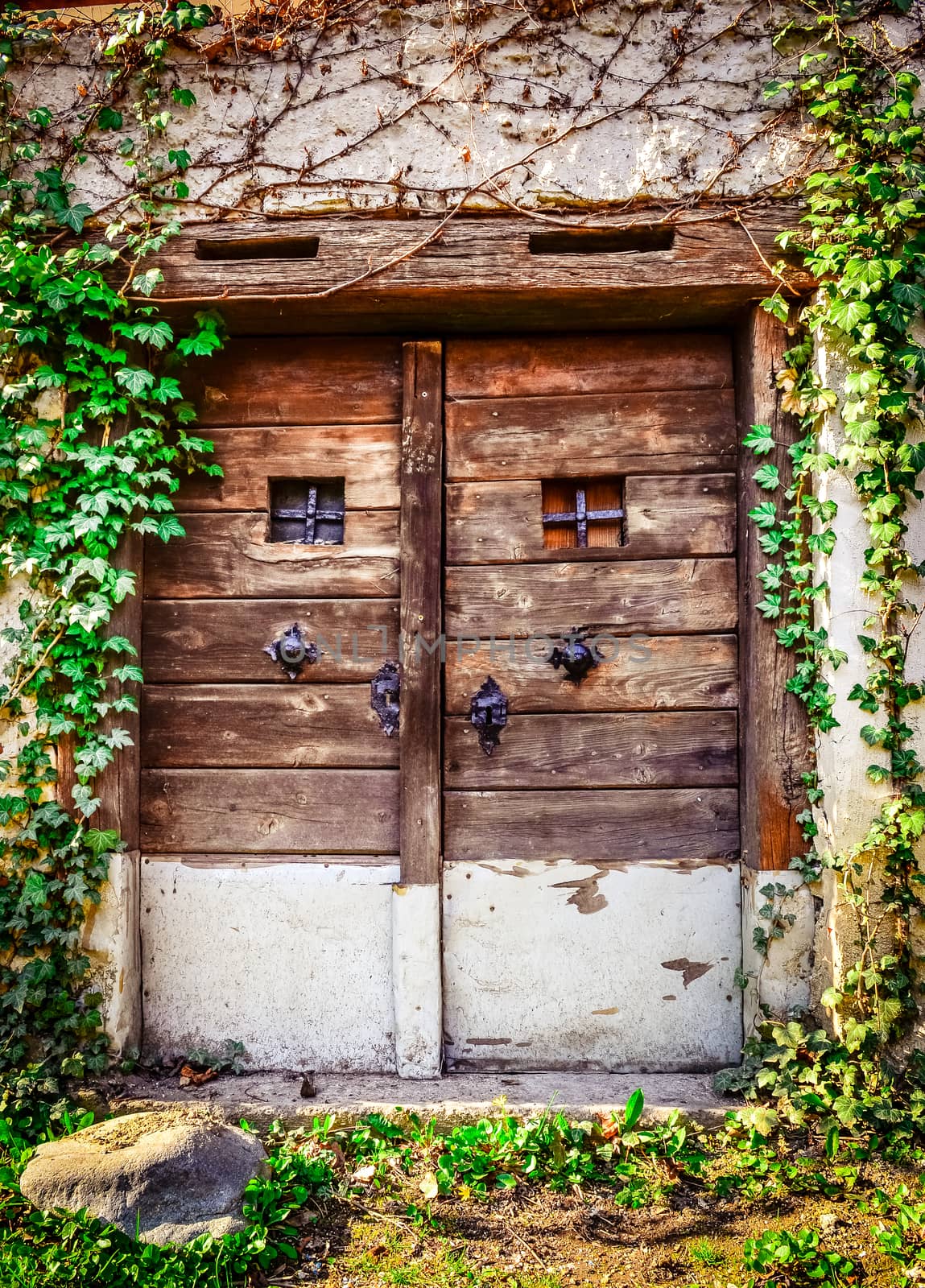 Old wooden textured door and weathered wall with ivy