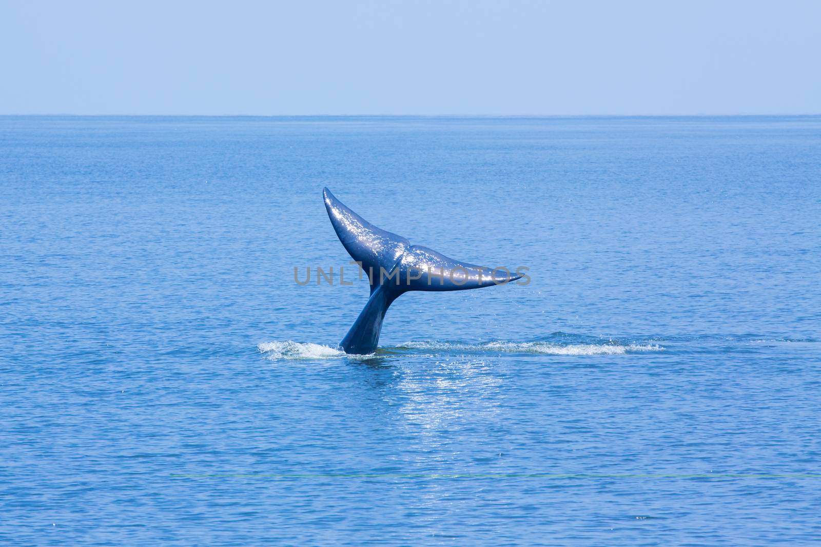 Whale tail in the sea, Thailand.