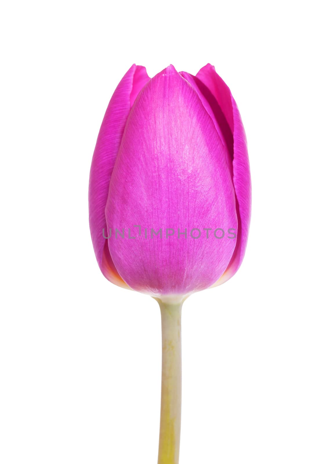 Purple tulip isolated by michaklootwijk