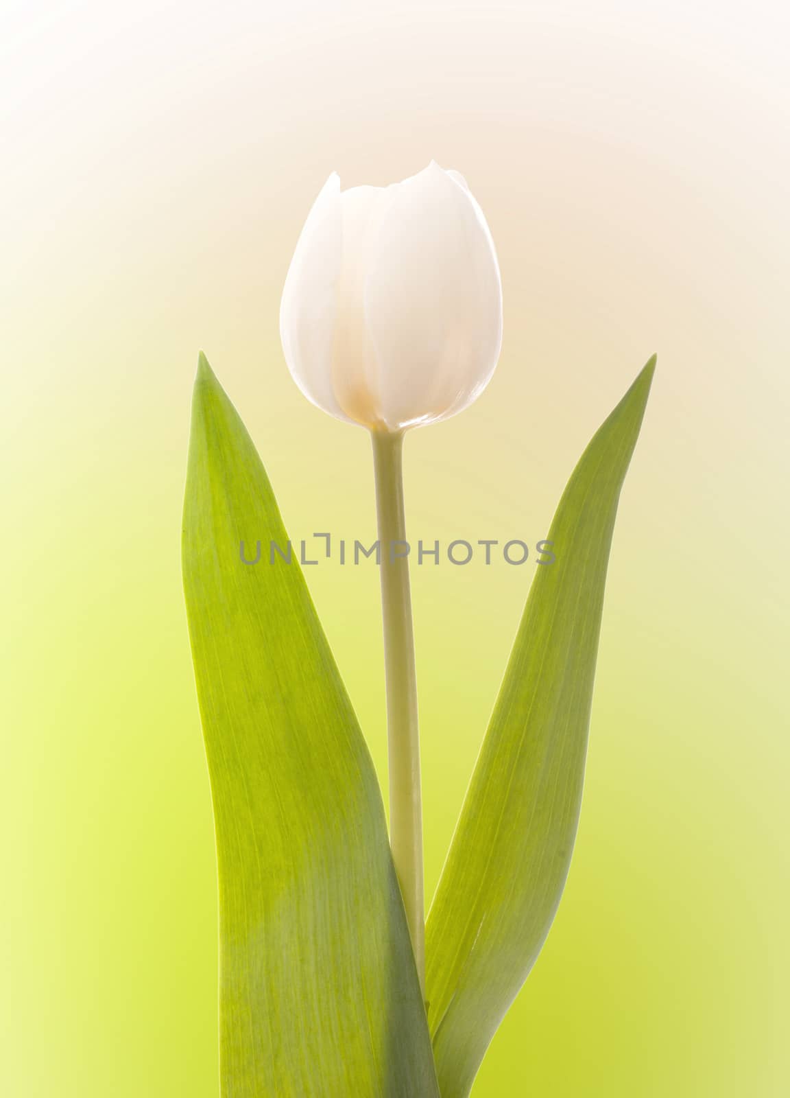 White tulip isolated on green and white background