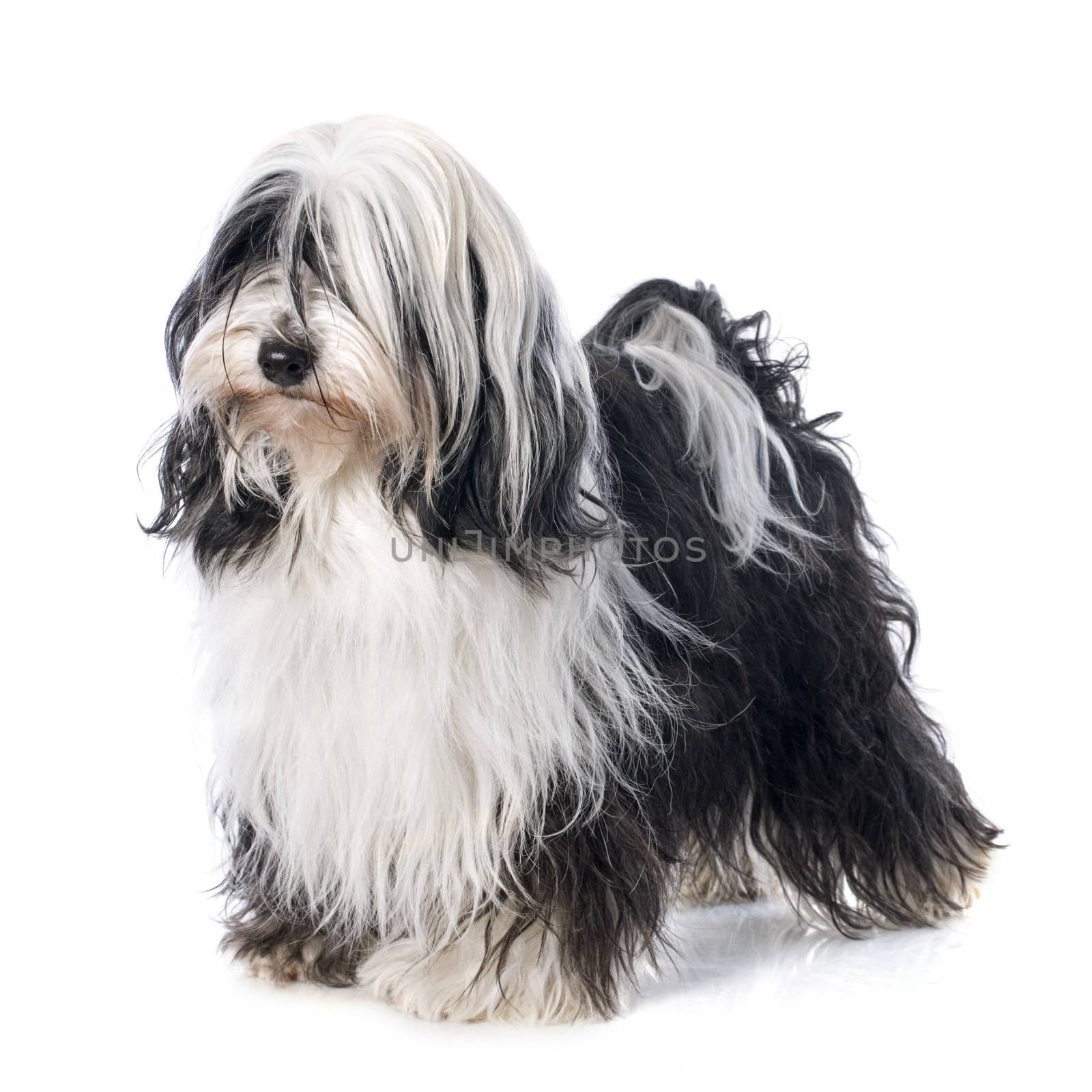 Tibetan terrier in front of white background