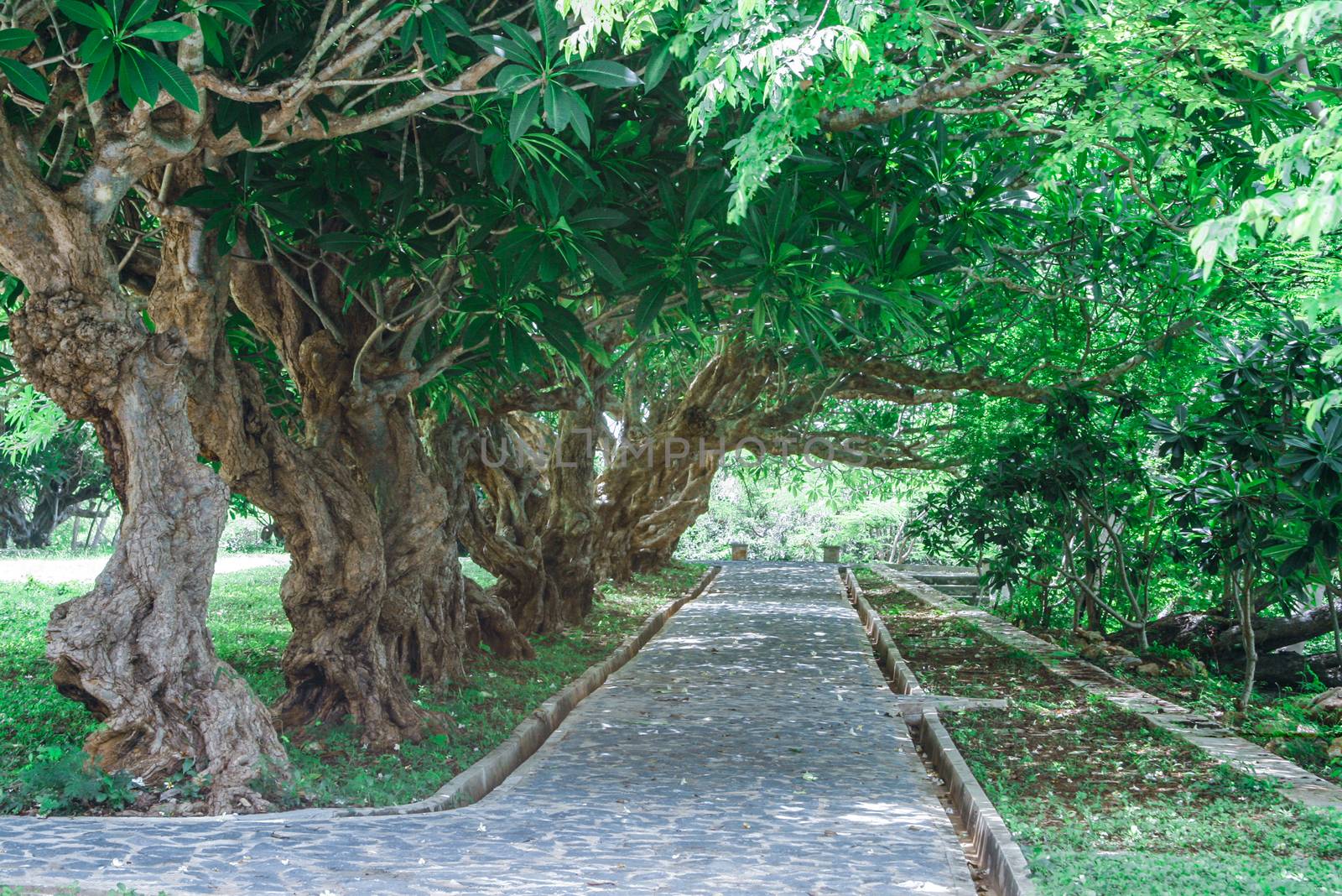 Frangipani trees (leelawadee) in thailand.