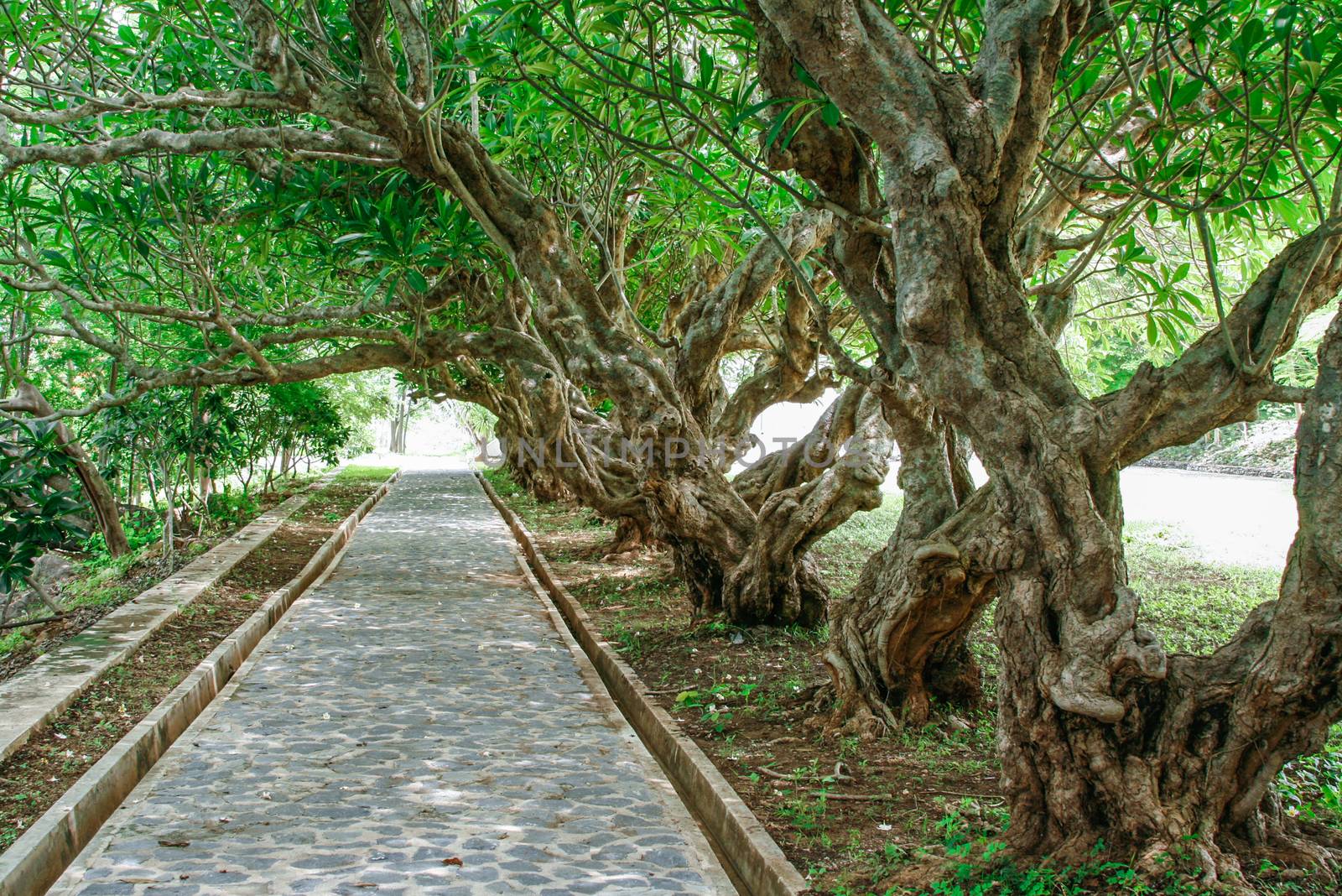 Frangipani trees (leelawadee) in thailand.