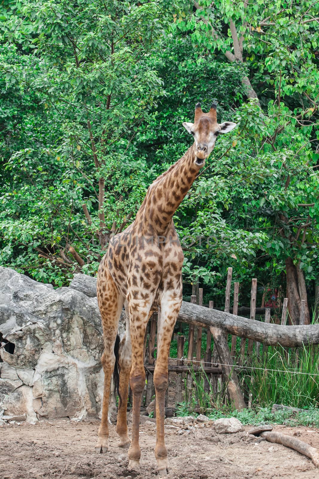 The Giraffe in thailand.