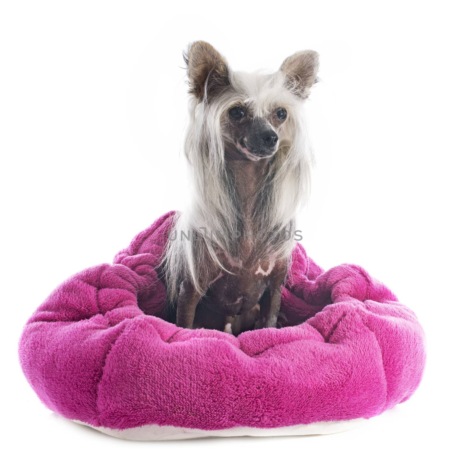 Chinese Crested Dog in front of white background